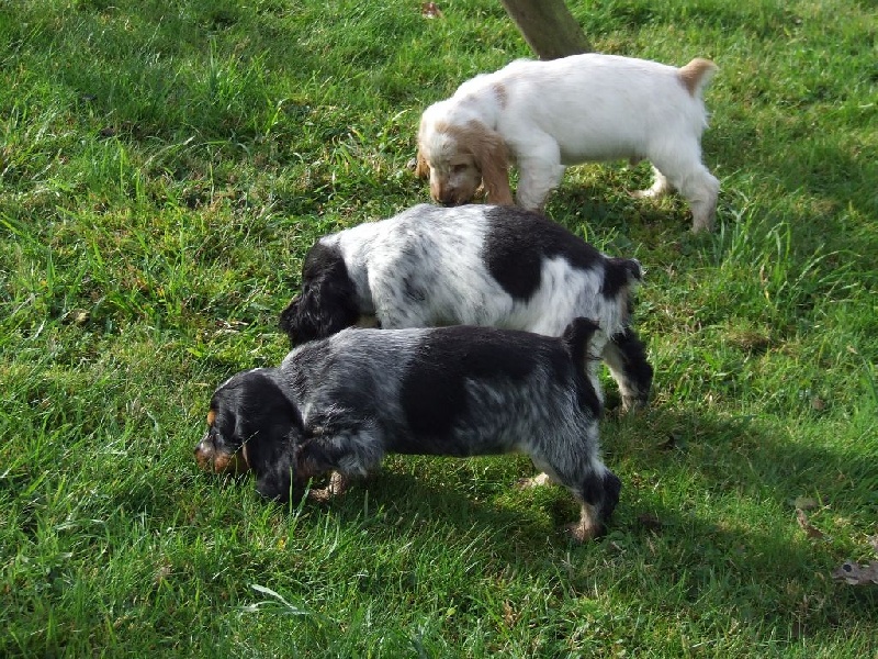 De Lambaol - Cocker Spaniel Anglais - Portée née le 25/08/2014