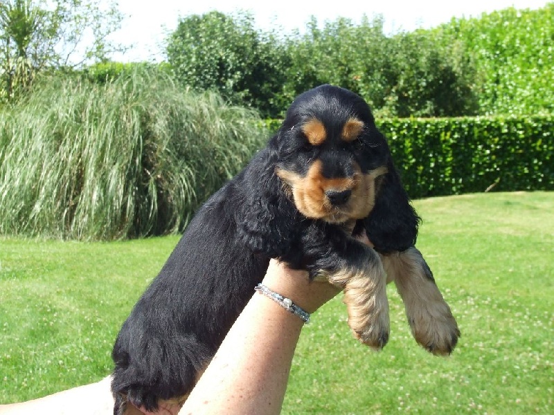 De Lambaol - Cocker Spaniel Anglais - Portée née le 05/06/2015