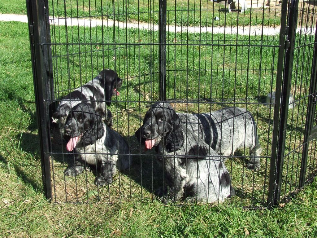 Chiots cocker LOF chasse et beauté