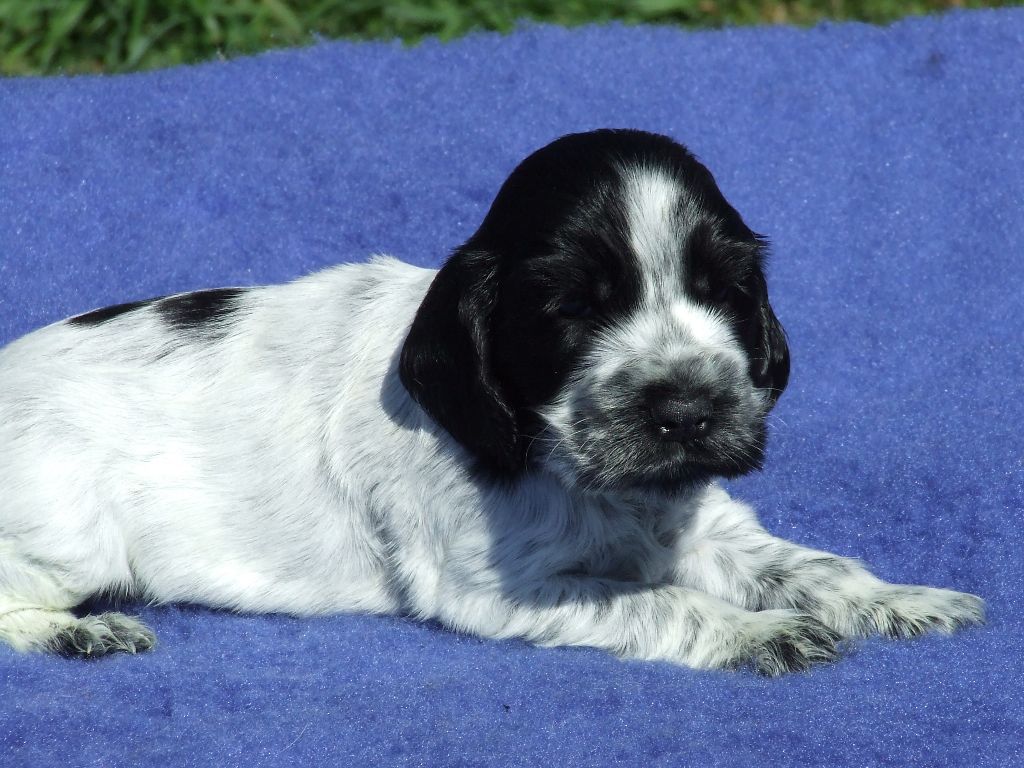 beaux et bon BB cocker à réserver