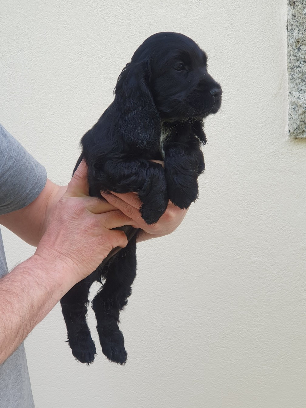 De Lambaol - Chiots disponibles - Cocker Spaniel Anglais