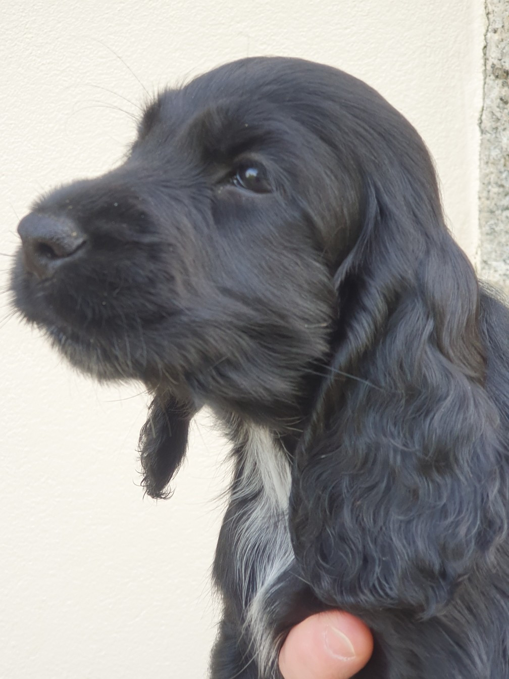 De Lambaol - Chiots disponibles - Cocker Spaniel Anglais
