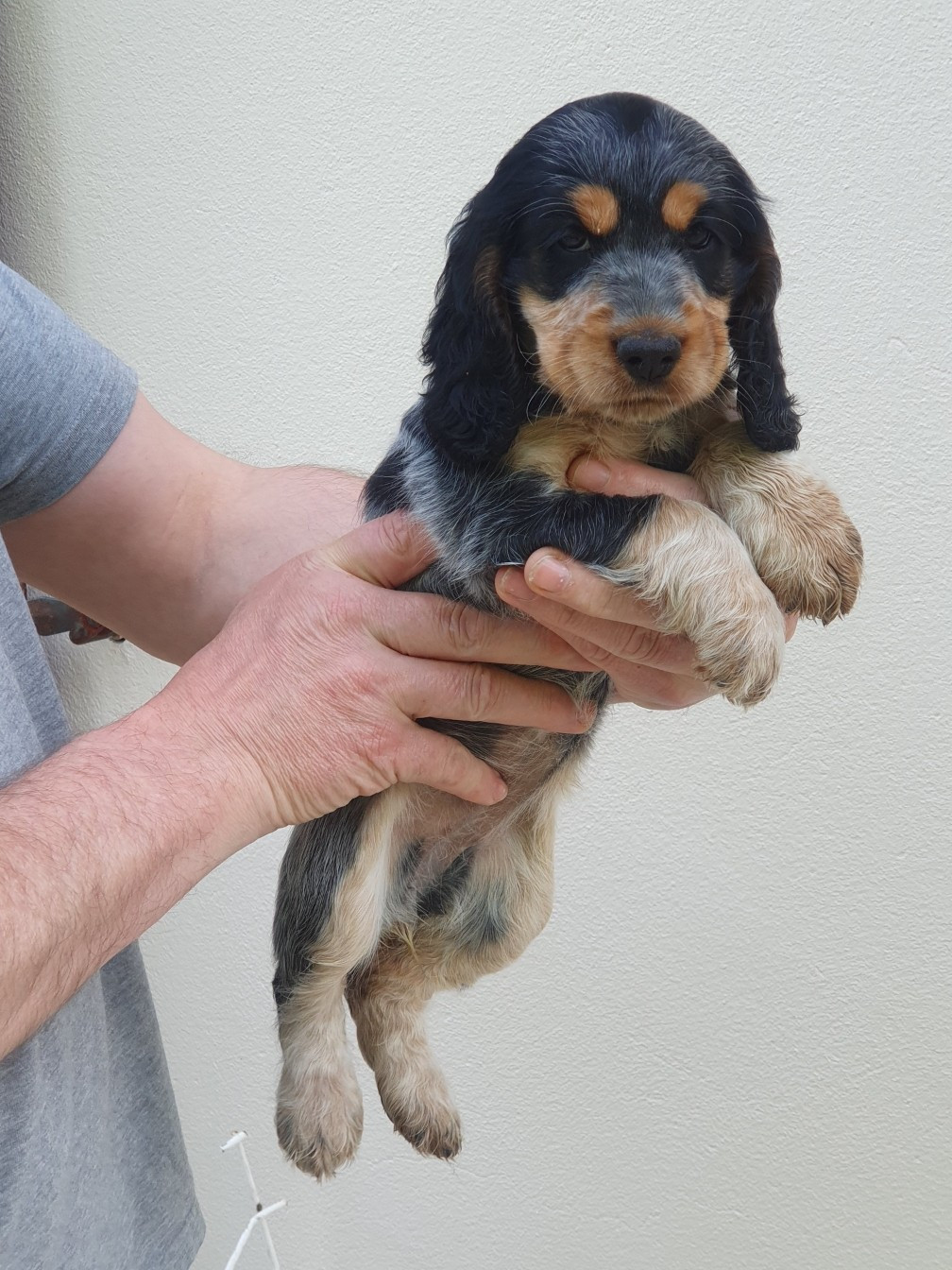De Lambaol - Chiots disponibles - Cocker Spaniel Anglais