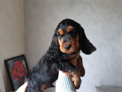 BERNARD